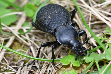 Black Carabid in the grass 