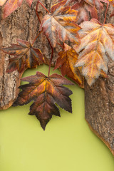 Autumn composition with maple leaves on the bark of a tree on a bright green background.