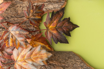Autumn composition with maple leaves on the bark of a tree on a bright green background.