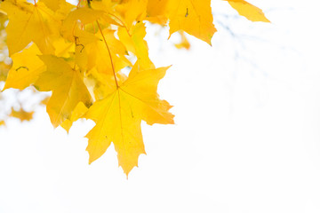 Fresh yellow maple fall tree foliage on pale cloudy sky background