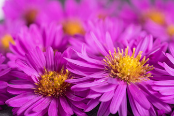 Aster violettes