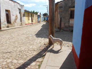 white dog in trinidad