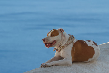 Funny dog found on the streets of Oia village, Santorini island, Greece