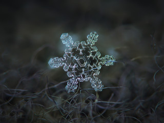 Real snowflake at high magnification. Macro photo of stellar dendrite snow crystal with beautiful...