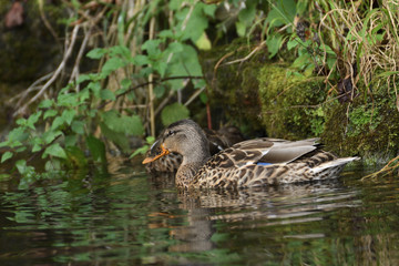 wildlife ducks on the water