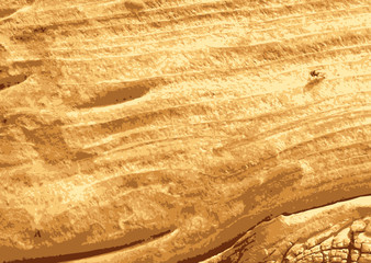 Grunge Tree Bark Texture