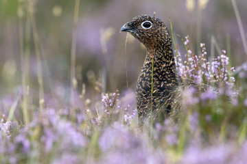 Red Grouse (Lagopus lagopus) in Purple Heather