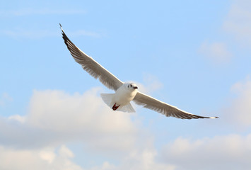 Fototapeta na wymiar Seagull flying in the blue sky.