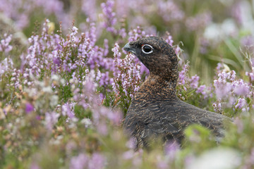 Red Grouse (Lagopus lagopus) in Purple Heather
