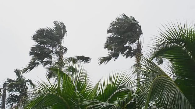 Duo palm tree thrashing in depression storm and heavy raining in HD slowmotion.
