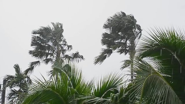 Duo palm tree thrashing in depression storm and heavy raining in HD.Keep fighting  and do not give up,there is light and hope at the end,positive thinking concept.
