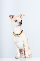 Little white dog on white background at studio
