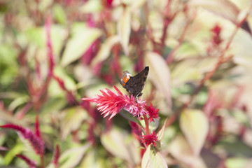 Butterfly on a flower