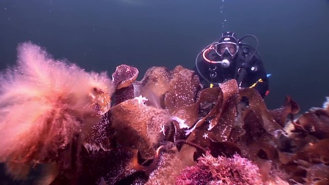 Scuba diver and seaweeds laminaria food underwater seabed of White Sea Russia. Macro video close up. Marine flora life on background of pure and transparent water.