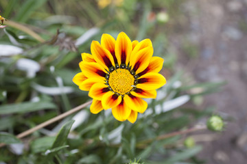 Beautiful autumn flower