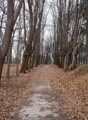 Road going through maple grove.