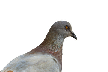 Detail of a pigeon head close-up