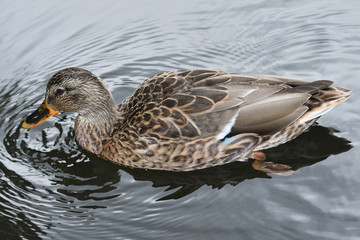 wildlife ducks on the water
