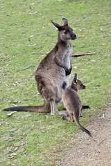 Cercles muraux Kangourou kangaroo-Island kangaroo and joey