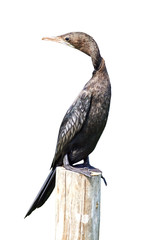 Little cormorant, Javanese cormorant (icrocarbo niger),Birds of Thailand,Isolated on white background
