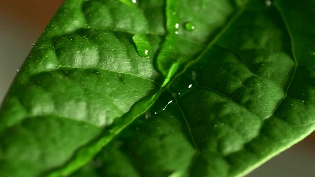 Water drops slides off a green leaf during th rain. Slow motion macro shot