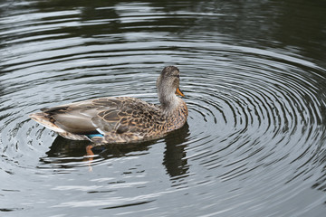 Obraz premium wildlife ducks on the water