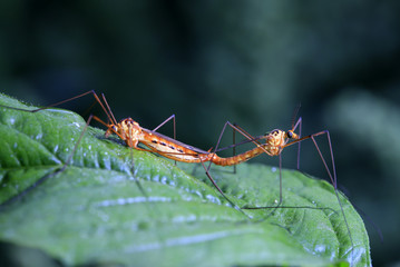 Aedes mosquitoes
