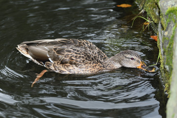 Fototapeta premium wildlife ducks on the water