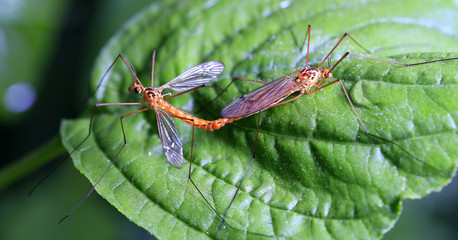 Aedes mosquitoes