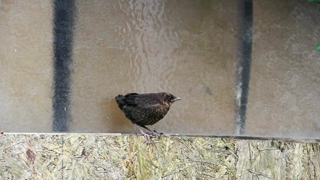 Fledgling blackbird sitting on a shed window ledge. The bird has recently fledged but its plumage is undeveloped and it is unable to fly very far.