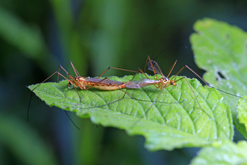 Aedes mosquitoes