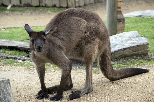 male kangaroo-Island kangaroo