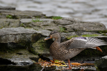 wildlife ducks on the water