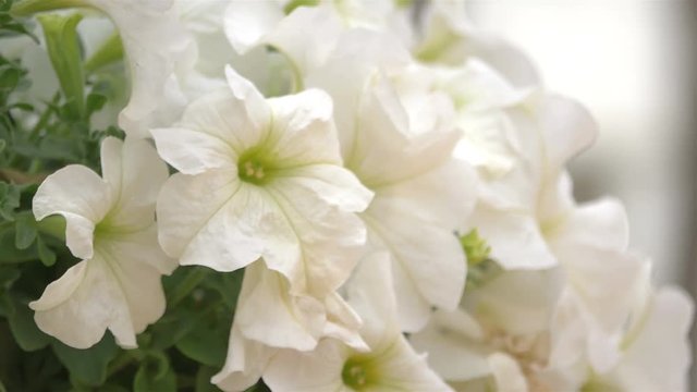 High quality video of white flowers in the garden in 4k