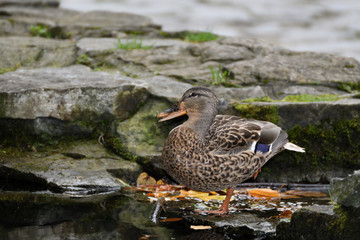 wildlife ducks on the water
