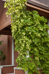 hops over the porch