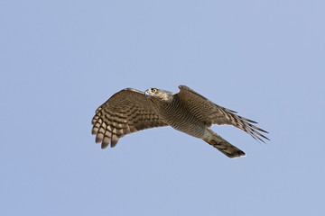 Eurasian sparrowhawk (Accipiter nisus)