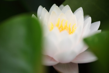 beautiful blooming lotus flower with green background.