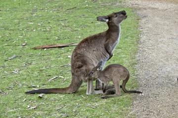 Crédence de cuisine en verre imprimé Kangourou kangaroo-Island kangaroo and joey