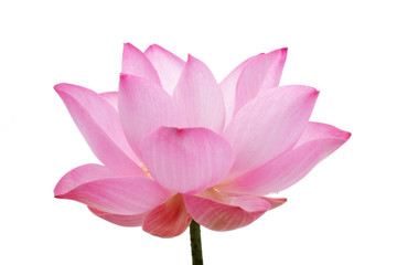 beautiful blooming lotus flower isolated on white background.