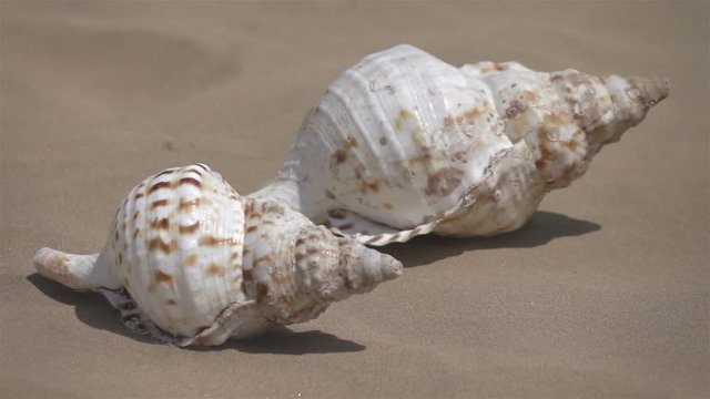 High quality video of shells on the beach in real 1080p slow motion 250fps