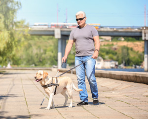 Guide dog helping blind man on embankment