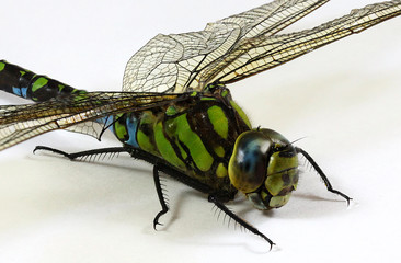 Close up Dragonfly on white background