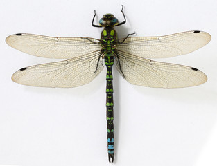 Close up Dragonfly on white background - obrazy, fototapety, plakaty