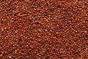 Red quinoa seeds, close up