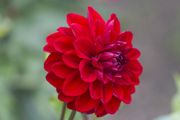 Beautiful autumn flower