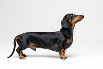 A dog (puppy) of the dachshund breed, black and tan, stands with a forepaw on a gray background