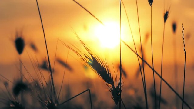 sunset grass slow motion