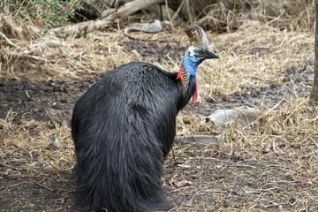 cassowary
