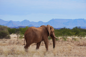 Fototapeta na wymiar Desert elephant Twyfelfontein, Namibia, Africa.